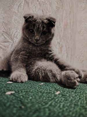 Scottish fold 4 oylik. Latoki idishlari bilan qoshib berila di.Urganch