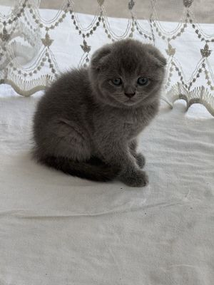 британский скоттиш 1.5 oyli
