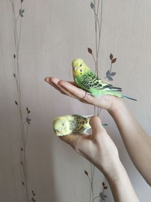 Попугаи чехи птенцы.