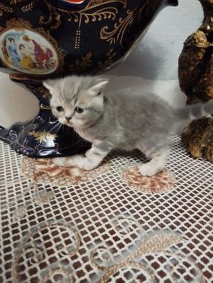 Продаются котята