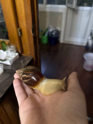 Продаются улитки ахатины