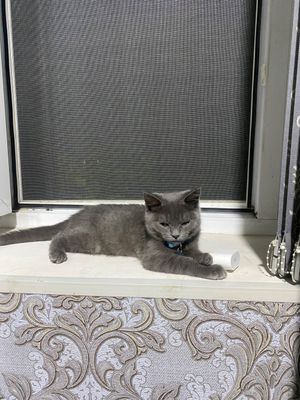 Мушук полу чинчилла, полу русская голубая кошка