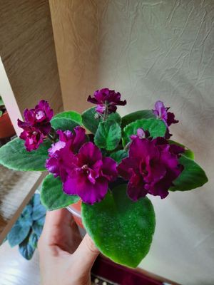 Продаю сортовую фиалку Киндзмараули