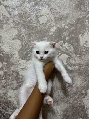 Белый Скоттиш-фолд Вислоух котенок 2 месяцев родились 6 мая мальчик