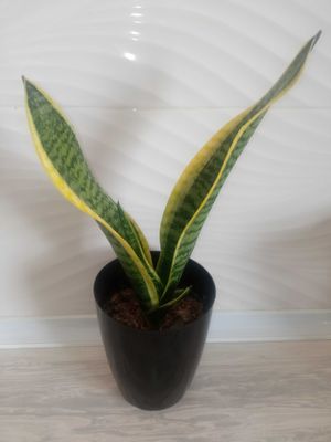 Sansiveriya gold