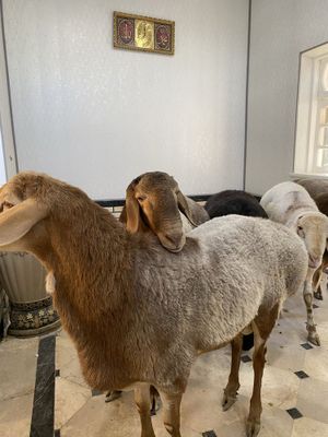 Qirgiz arashan zotli qoylar manzil buxoro biloyati gijduvon tumani