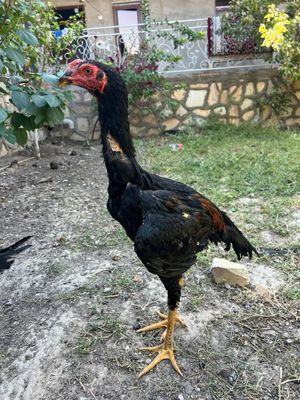 Xoʻrozlar sotiladi