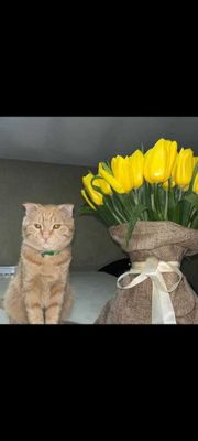 ginger tabby toza zotlik