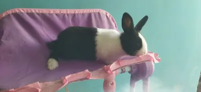 Galland panda bolasi