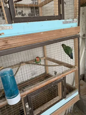 Попугайчики неразлучники молодые продаются