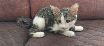 Отдам котёнка в добрые руки!