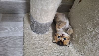 шикарные малыши готовы переехать в новый дом