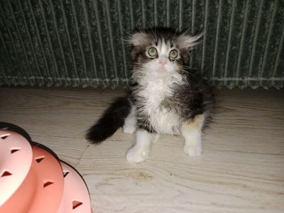Чистокровная девочка и мальчик Скоттиш фолд биколор