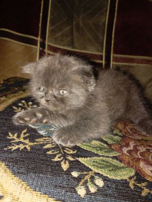 Продается котенок,скотиш фолд,от чистой вязки. Папа страйт мама фолд.