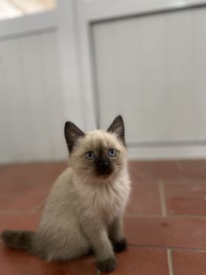 Сиамская кошка сатилади 3 айлык