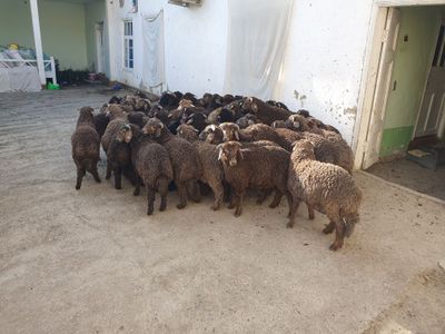 Qo'chqor barrala sotiladi optomga Shofirkonda