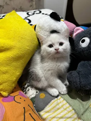 Skotish strayt 500.000