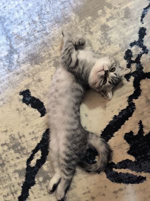 Породистый котик