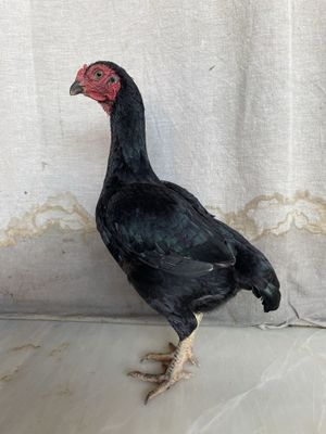 Ko shamo tovuqcha tozasi narxi 450 ming kami bor