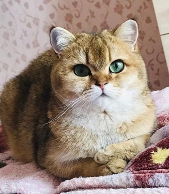 Британская короткошерстная золотая шиншилла