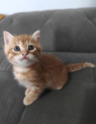 Котята свои скотиш