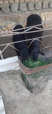 Ona-bola qo'y bolasi moda