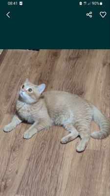 Срочно продаю кота чистокровный британец-шиншила