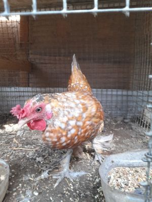 Пара японских куриц