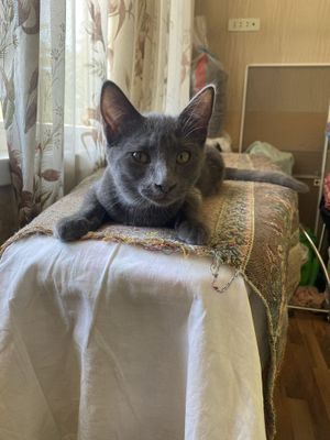Продается котенок девочка породы русская голубая