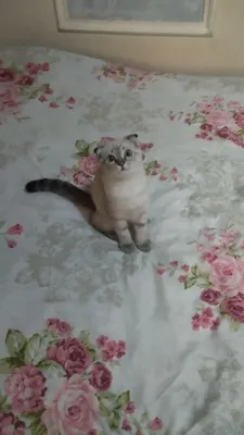 Sotiladi Skotish fold shinshilla