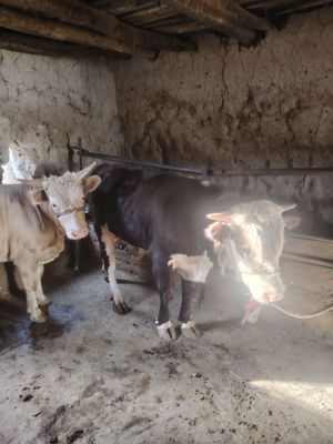 3 ta buqa sotiladi boqasayam soysayam boladi