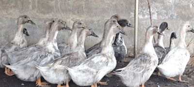Утки(бролер) Голубой Фаворит