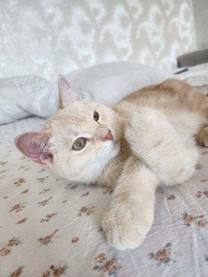 Продаются котята породы скотиш страйт