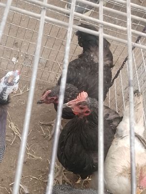 Tovuqlar sotiladi qora tovuq