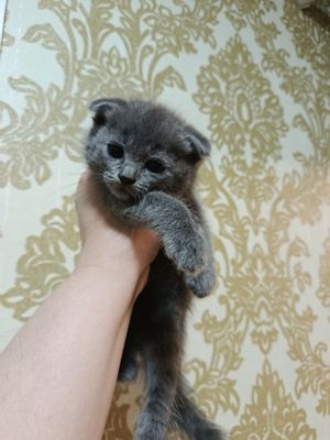 Котята фоод и страйт