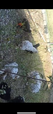 Брама тройка жужалари,к.они тозза!9 дона,ишк.ибозлар тушунади,