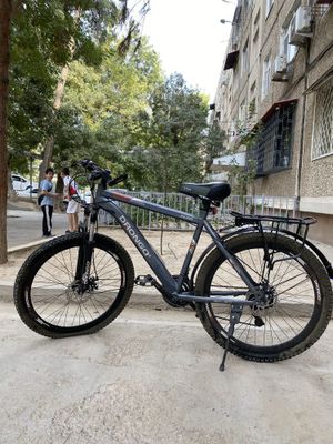 Velosiped drongo