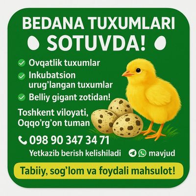 Bedana belliy gigant zotli urug‘langan tuxumlari bor
