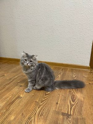 Котята подростки,