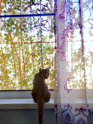 Uy mushugi, bepul beriladi faqat srochna