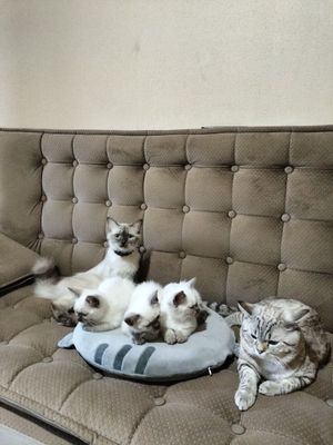 Продаются котята