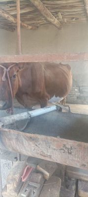 Ona bola sigir sotiladi