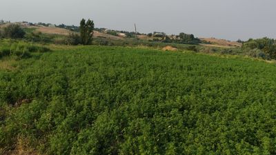 Qumqo'rg'on tumani, O'zbekiston, Tayloq qishlog'ida yer sotiladi