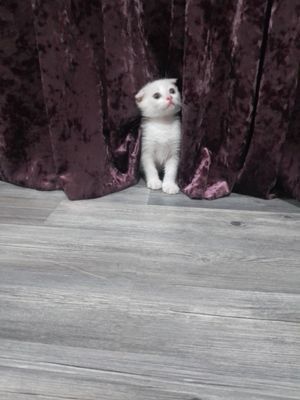 Продается кошечка