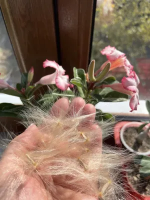 Адениум семена и сеянцы