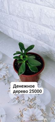 Продаётся денежное дерево