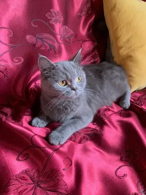 Британские котята,возрасте 1,5 месяца