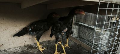 Дакан жу́жалар сотилади