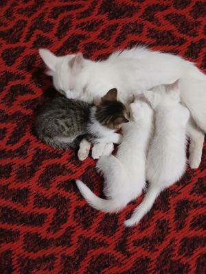 Mushuk bolalari oppok rangda