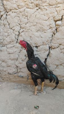 Dakan horozi 1 tulak 4..4..500 kg atrofida